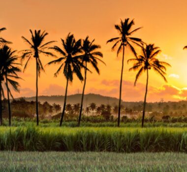 vue panoramique avec montagne et palmiers coucher de soleil à la réunion