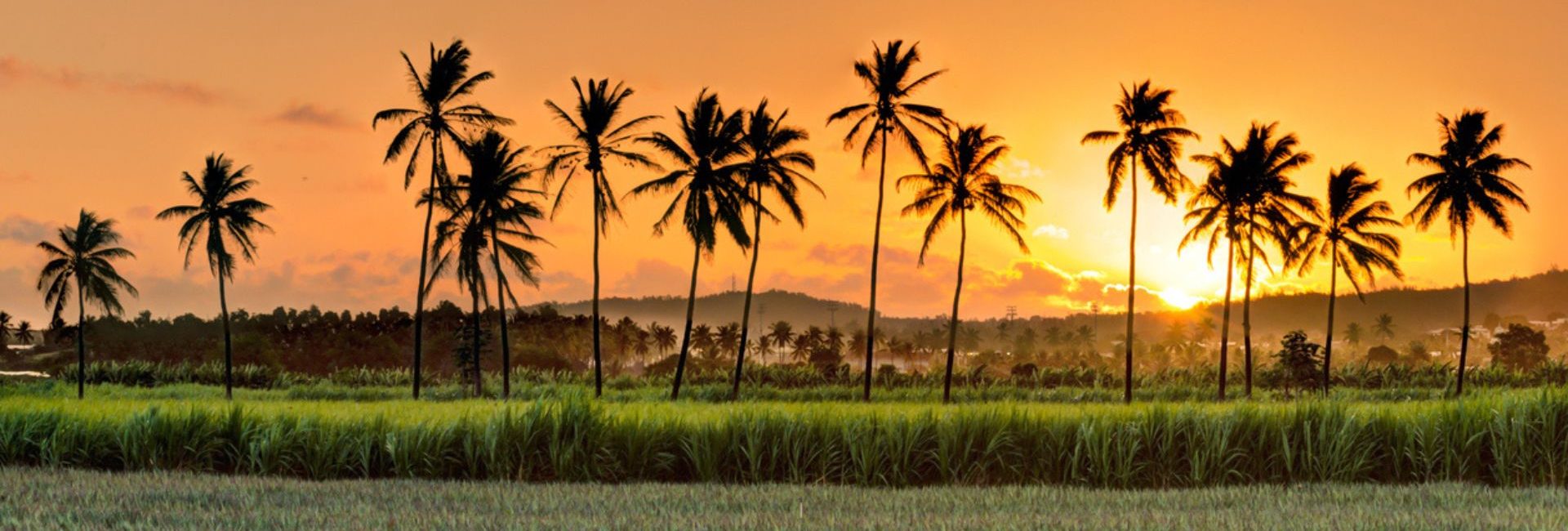 vue panoramique avec montagne et palmiers coucher de soleil à la réunion