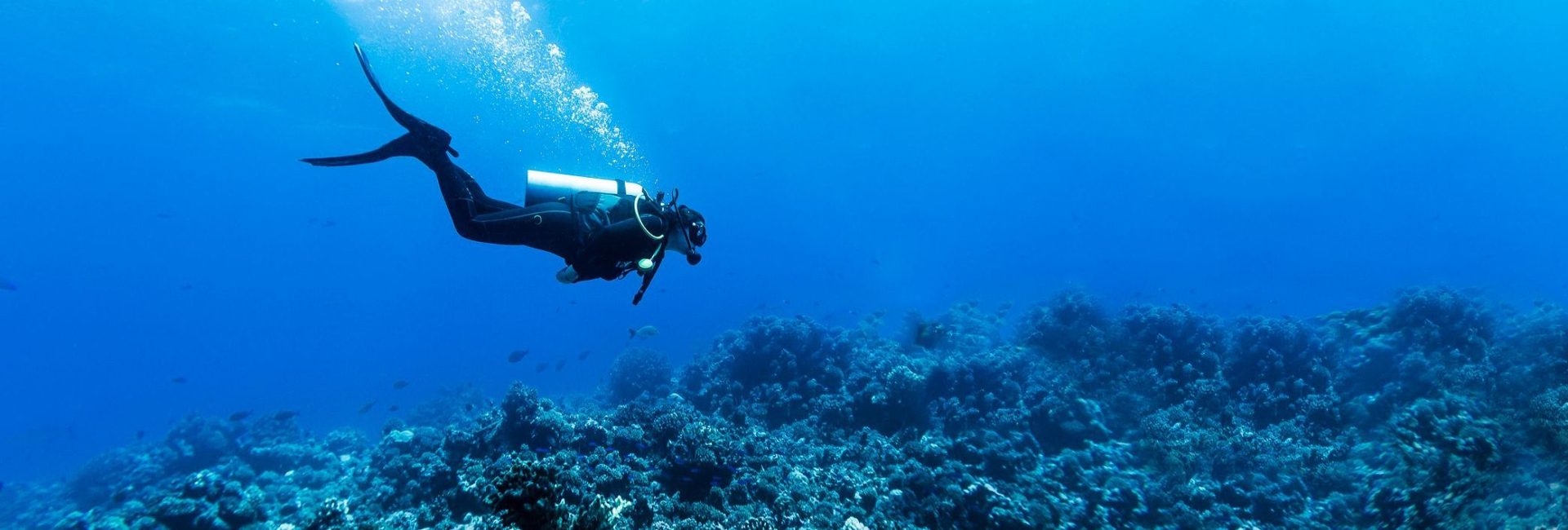 la-plongee-sous-marine-a-La-Reunion.jpg