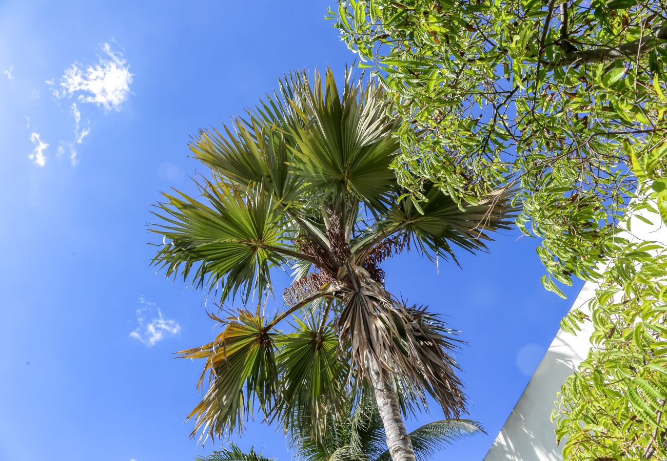 Les palmiers à la réunion