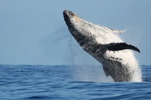 Baleine la Réunion