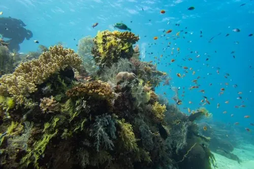 Biodiversité marine la réunion