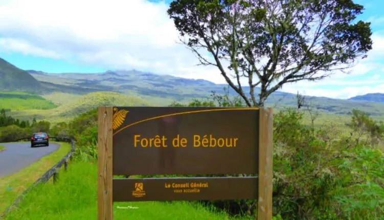 Foret Bebour Ile de la Reunion