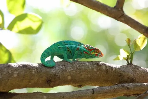 Caméléon la Réunion