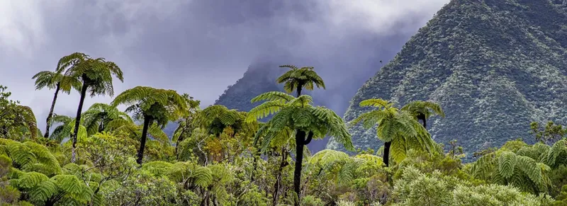 Forêt Bébour la Réunion
