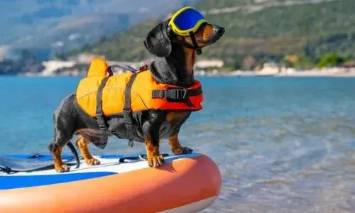 Plage pour chien La Réunion
